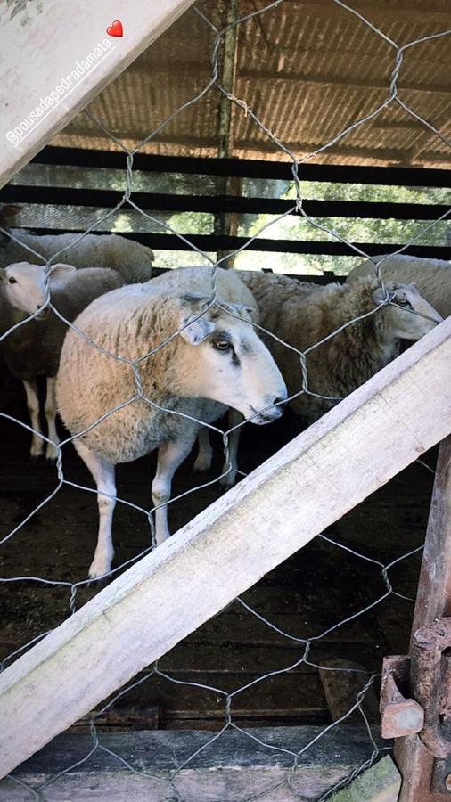 Pousada Pedra Da Mata Chales Na Montanha Munhoz Esterno foto